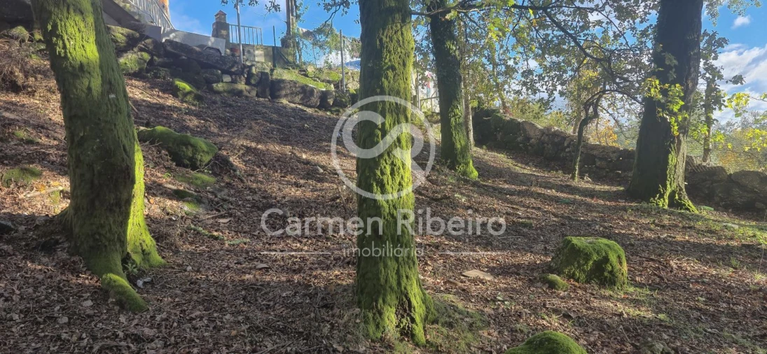 Quinta T10 para Venda em Rossas Foto 17