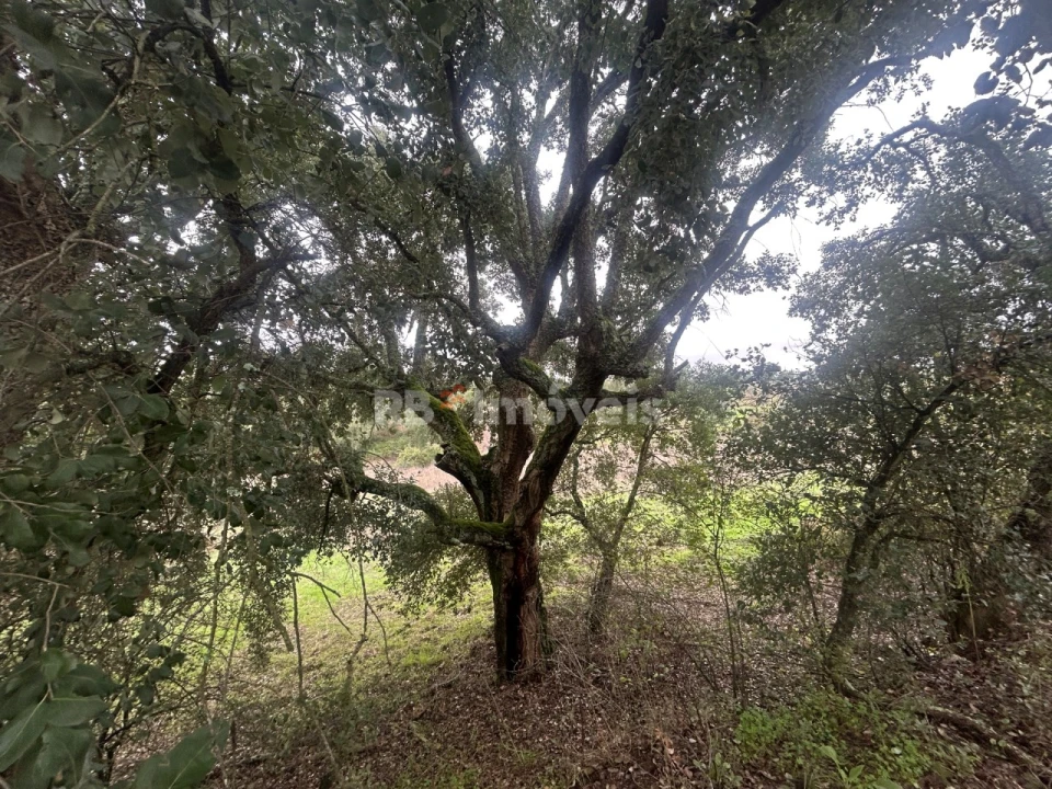 Terreno Agricola ou Rústico para Venda em Olalhas Foto 5