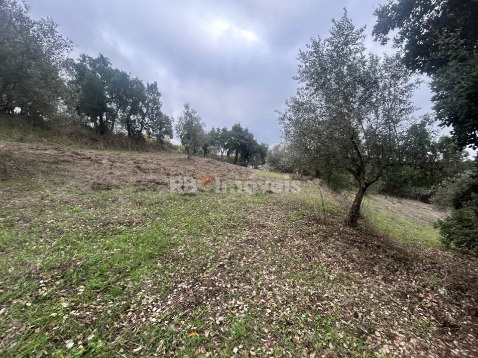 Terreno Agricola ou Rústico para Venda em Olalhas Foto 6