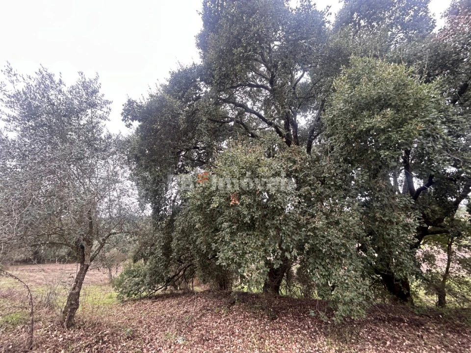 Terreno Agricola ou Rústico para Venda em Olalhas Foto 8