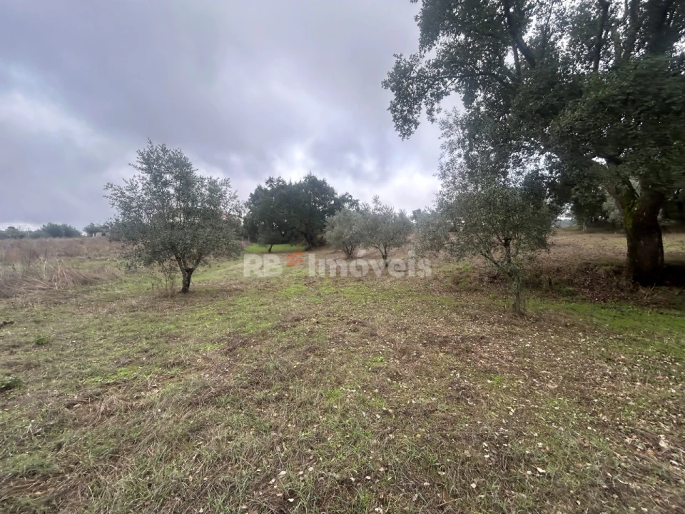 Terreno Agricola ou Rústico para Venda em Olalhas Foto 10