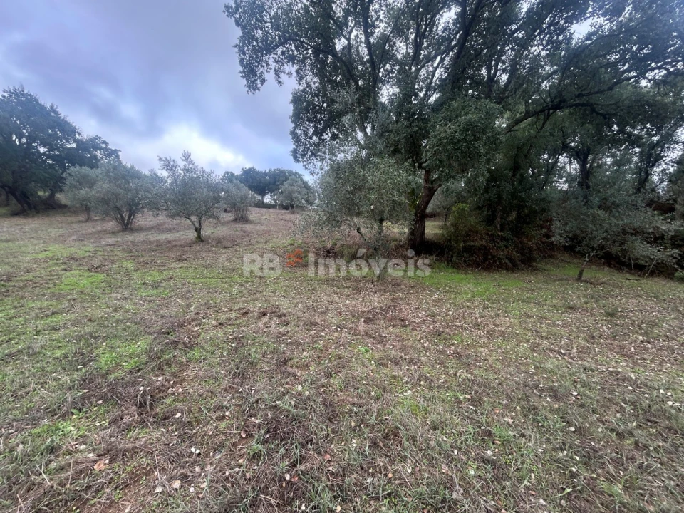 Terreno Agricola ou Rústico para Venda em Olalhas Foto 11