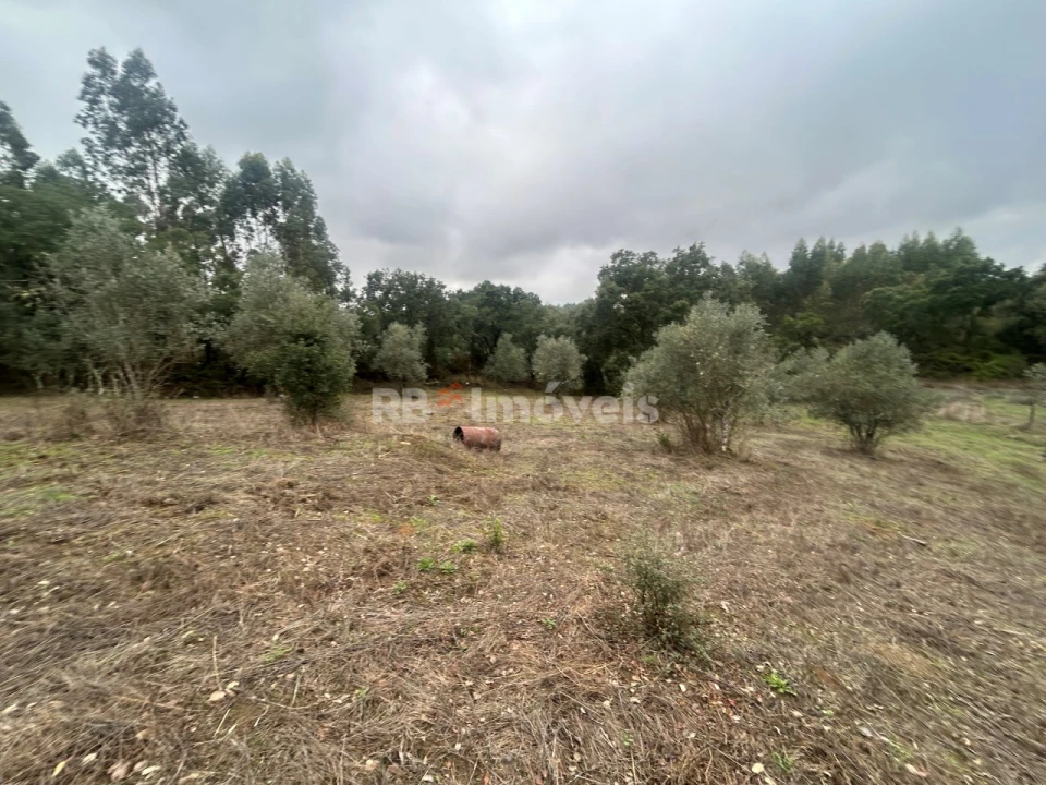 Terreno Agricola ou Rústico para Venda em Olalhas Foto 13