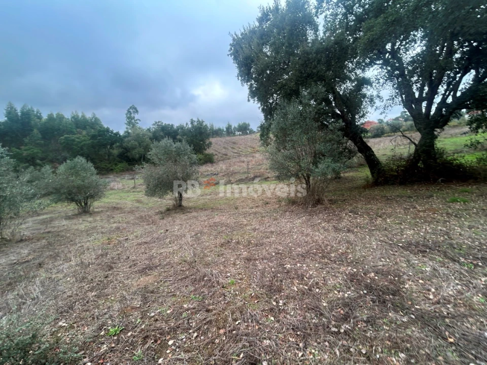 Terreno Agricola ou Rústico para Venda em Olalhas Foto 15