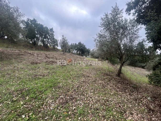 Terreno Agricola ou Rústico para Venda em Olalhas Foto 6