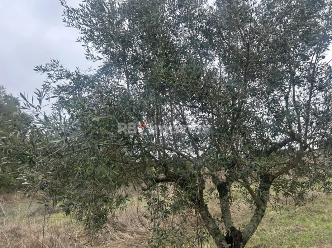 Terreno Agricola ou Rústico para Venda em Olalhas Foto 12