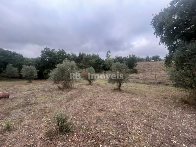 Terreno Agricola ou Rústico para Venda em Olalhas Foto 14