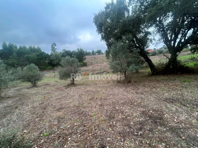 Terreno Agricola ou Rústico para Venda em Olalhas Foto 15