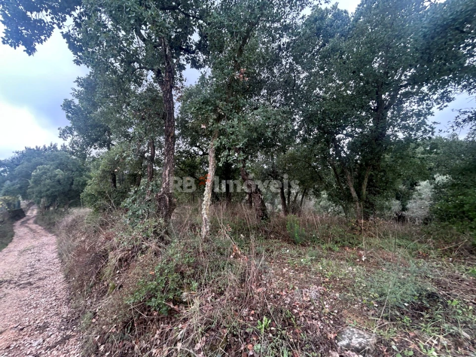 Terreno Agricola ou Rústico para Venda em Olalhas Foto 3