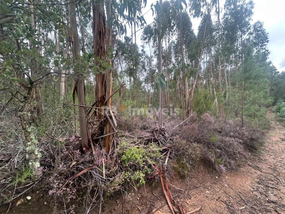 Terreno Agricola ou Rústico para Venda em Olalhas Foto 1