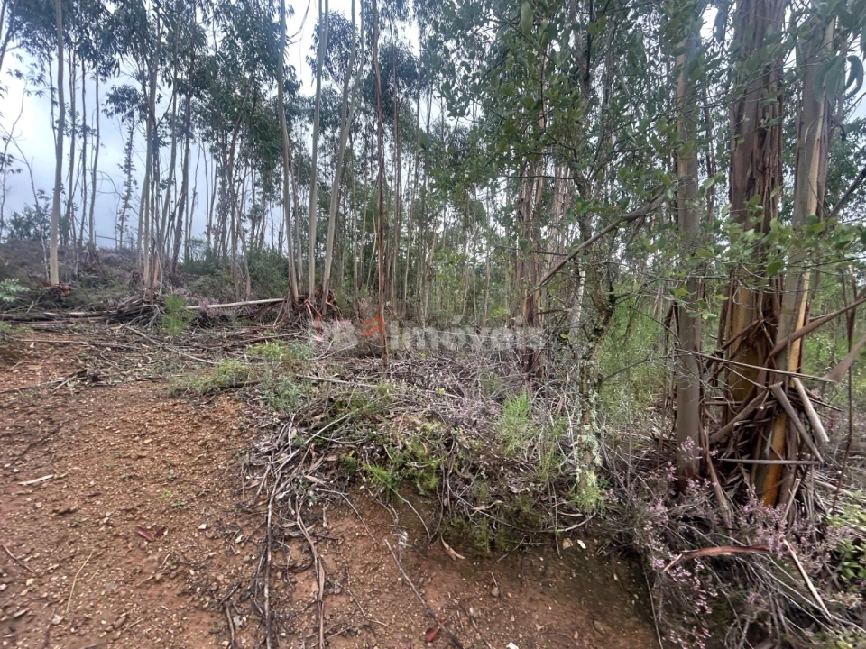 Terreno Agricola ou Rústico para Venda em Olalhas Foto 4