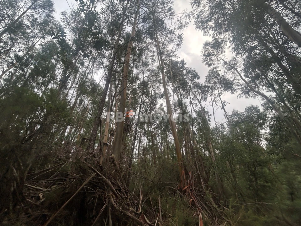 Terreno Agricola ou Rústico para Venda em Olalhas Foto 6