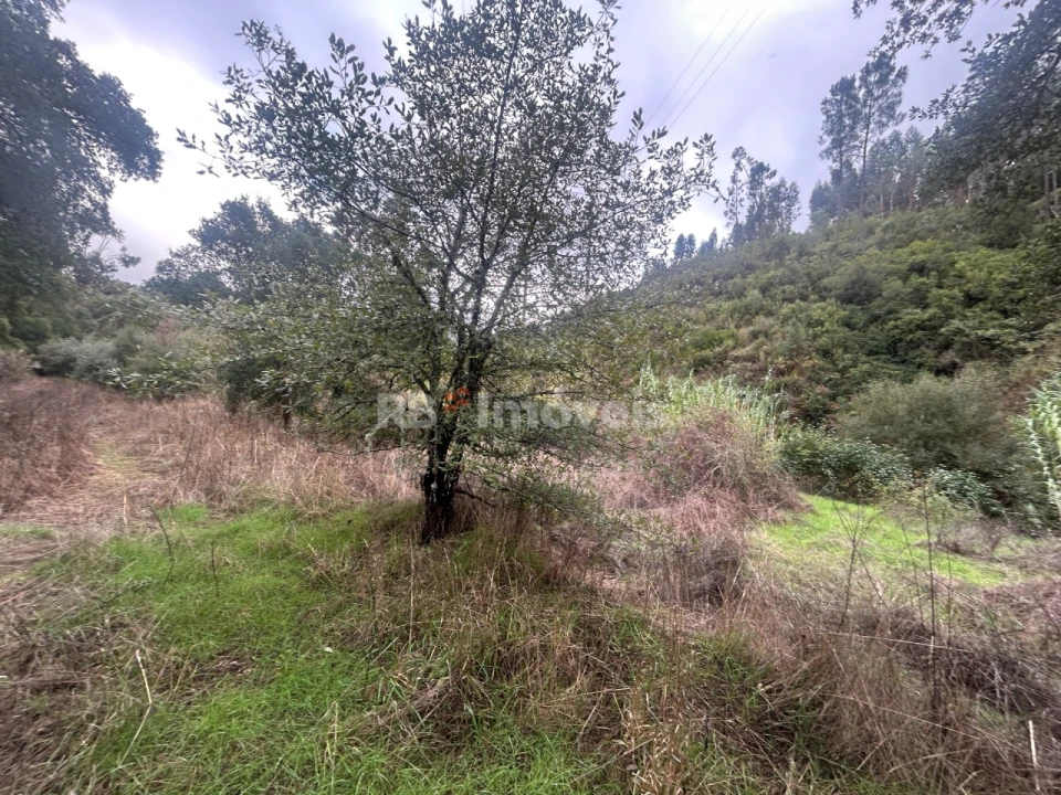 Terreno Agricola ou Rústico para Venda em Olalhas Foto 8