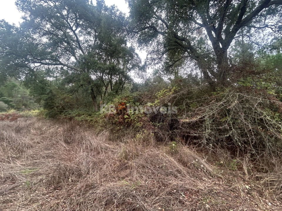 Terreno Agricola ou Rústico para Venda em Olalhas Foto 10