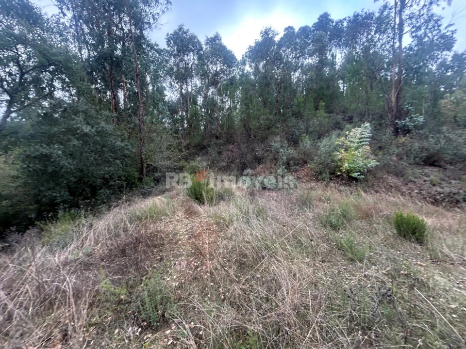 Terreno Agricola ou Rústico para Venda em Olalhas Foto 12