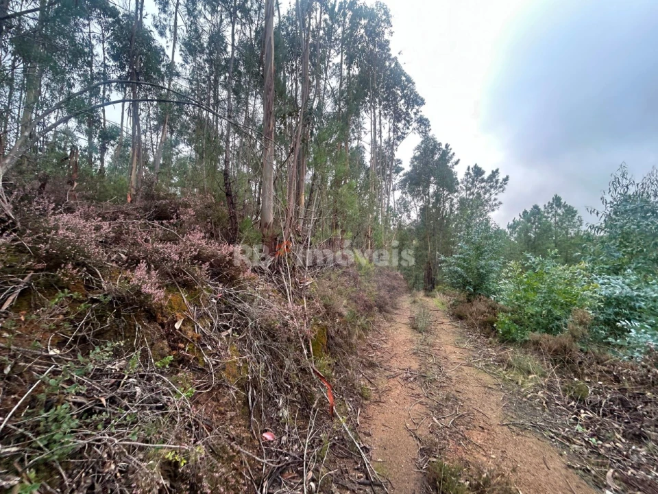 Terreno Agricola ou Rústico para Venda em Olalhas Foto 14
