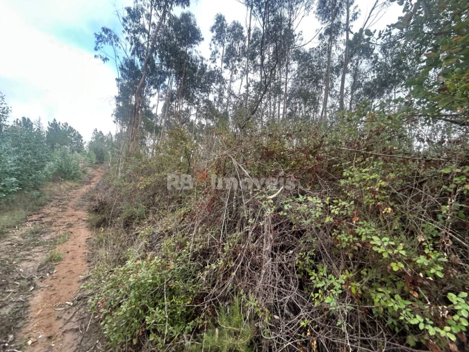 Terreno Agricola ou Rústico para Venda em Olalhas Foto 5