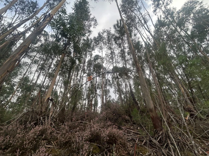 Terreno Agricola ou Rústico para Venda em Olalhas