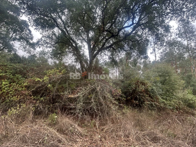 Terreno Agricola ou Rústico para Venda em Olalhas Foto 9