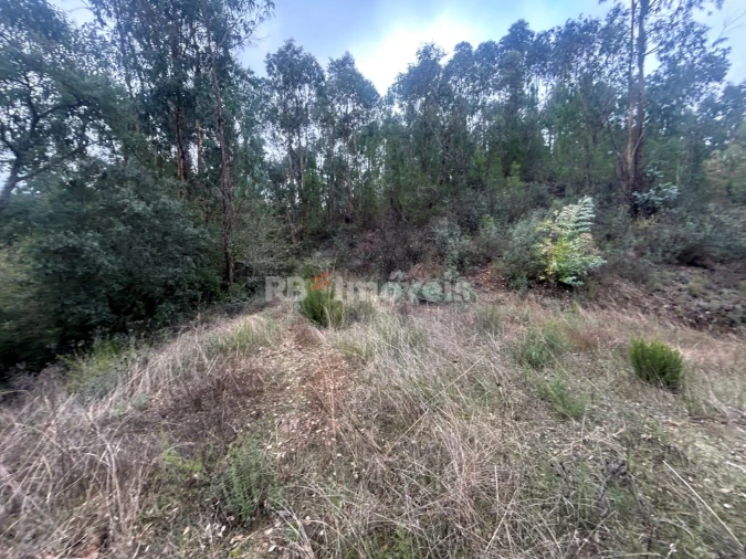 Terreno Agricola ou Rústico para Venda em Olalhas Foto 12