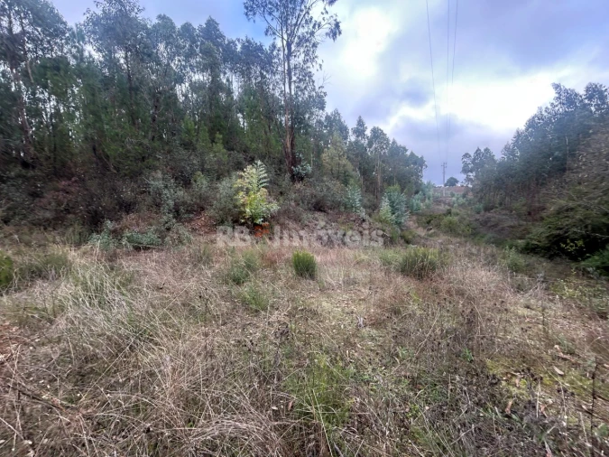 Terreno Agricola ou Rústico para Venda em Olalhas Foto 13