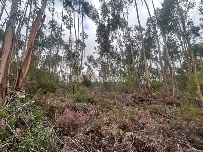 Terreno Agricola ou Rústico para Venda em Olalhas Foto 15