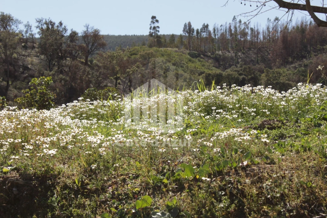 Terreno para Venda em Saboia Foto 1