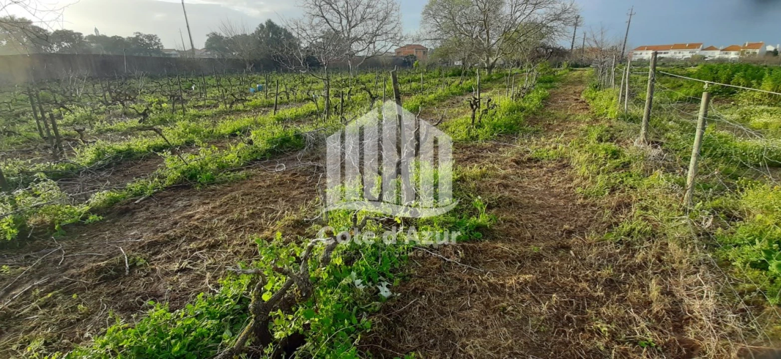 Terreno para Venda em Quinta do Anjo Foto 4