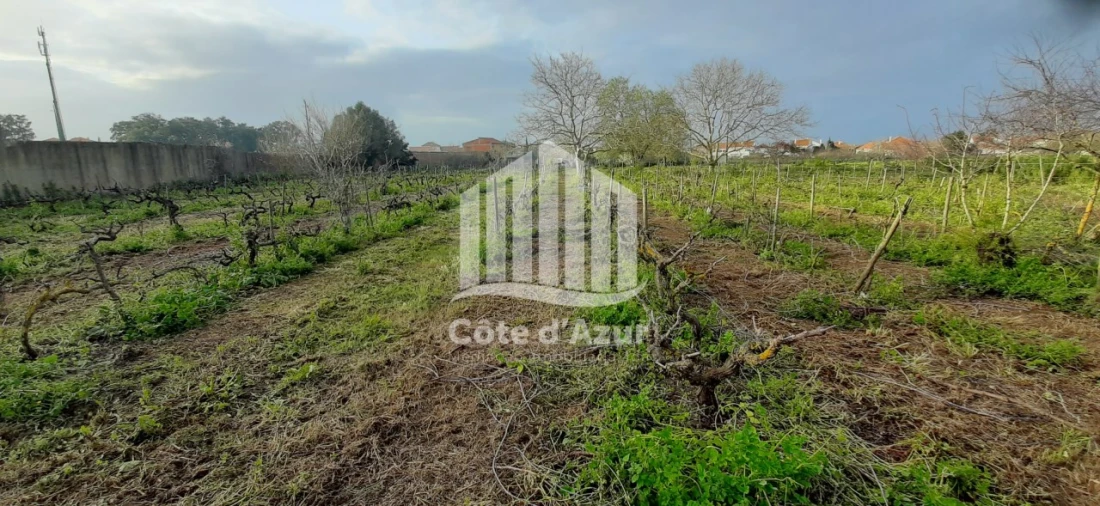 Terreno para Venda em Quinta do Anjo Foto 5