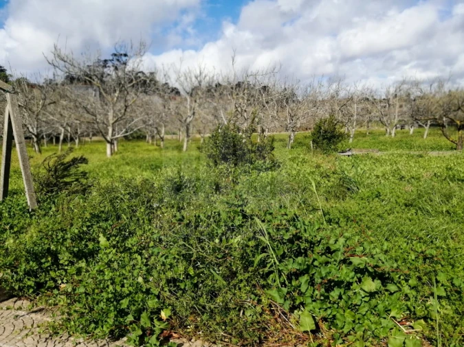 Quinta para Venda em Palmela Foto 6