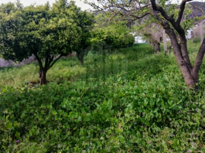 Quinta para Venda em Palmela Foto 7