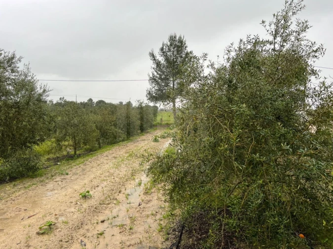 Quinta T4 para Venda em Branca Foto 29