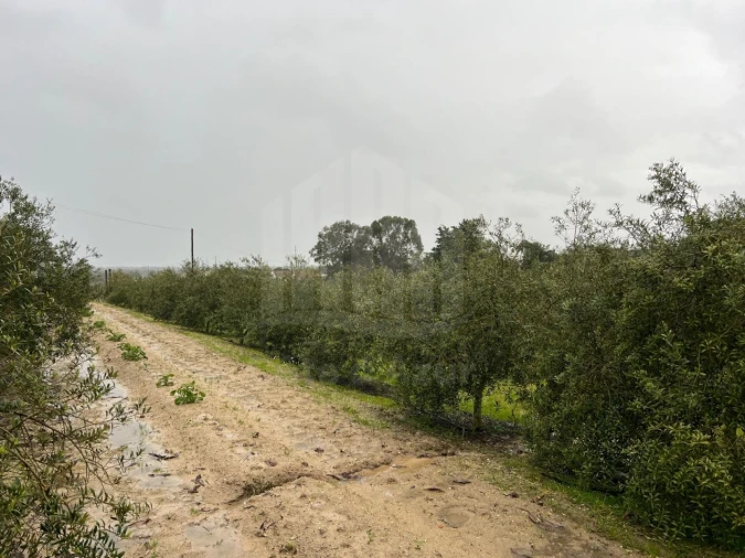 Quinta T4 para Venda em Branca Foto 32