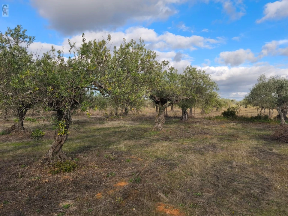 Terreno Agricola ou Rústico para Venda em São Bras e São Lourenço Foto 5