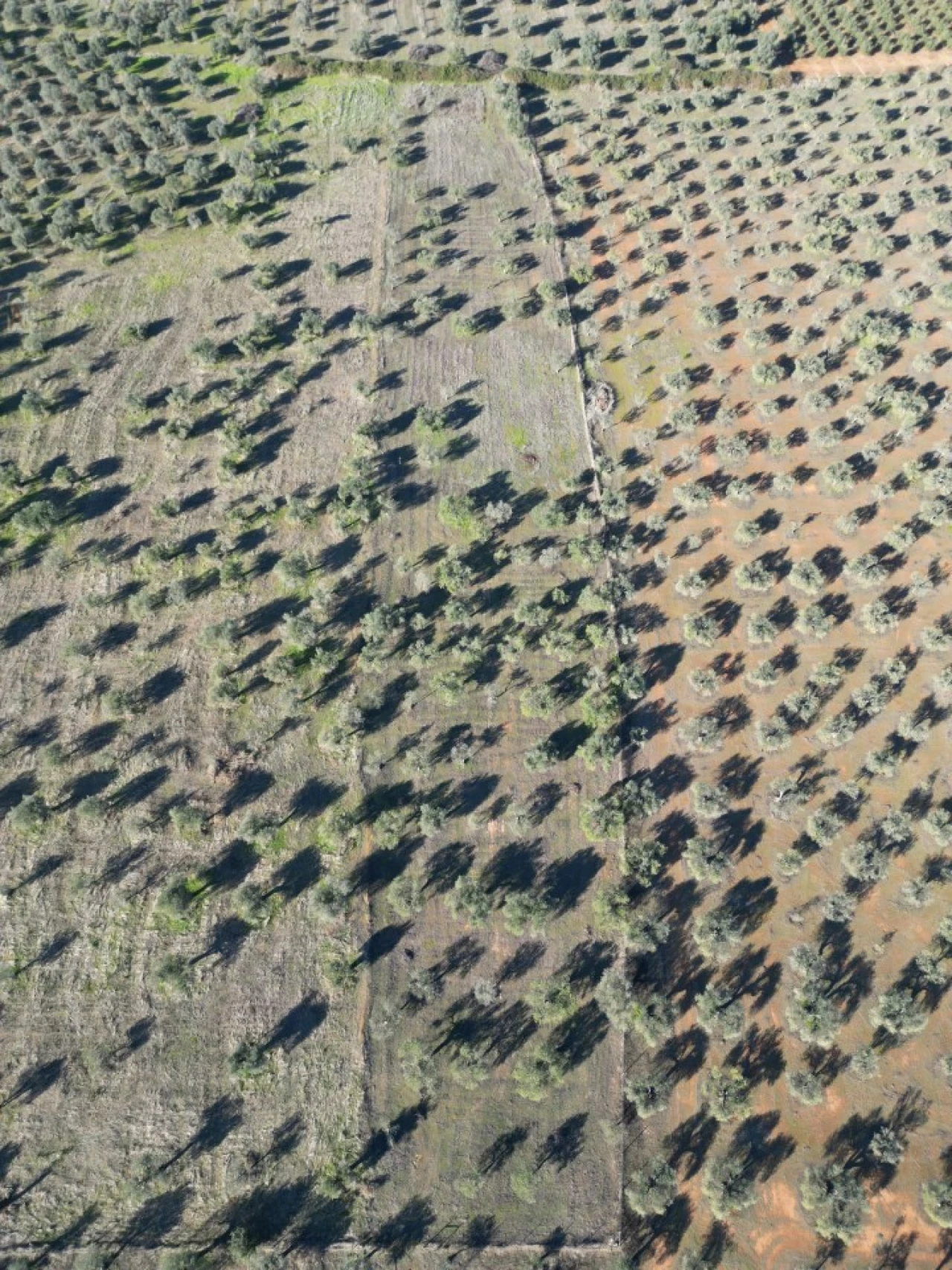 Terreno Agricola ou Rústico para Venda em São Bras e São Lourenço Foto 1