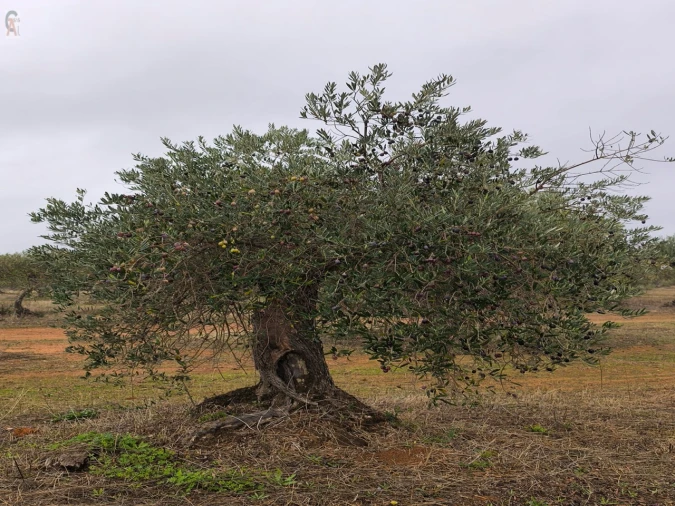Terreno Agricola ou Rústico para Venda em São Bras e São Lourenço Foto 1