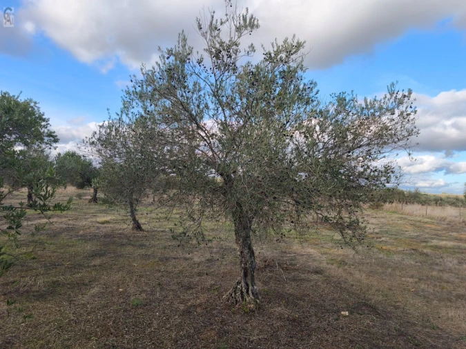 Terreno Agricola ou Rústico para Venda em São Bras e São Lourenço Foto 3