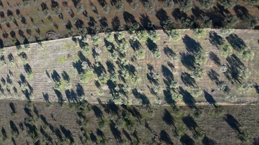 Terreno Agricola ou Rústico para Venda em São Bras e São Lourenço