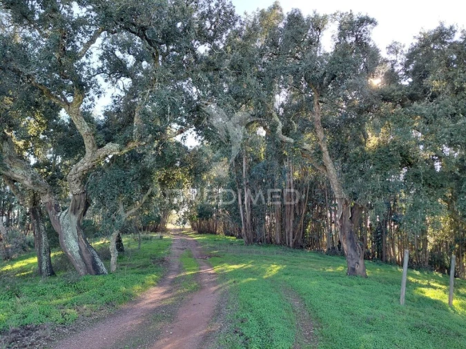 Quinta para Venda em São Francisco da Serra Foto 15