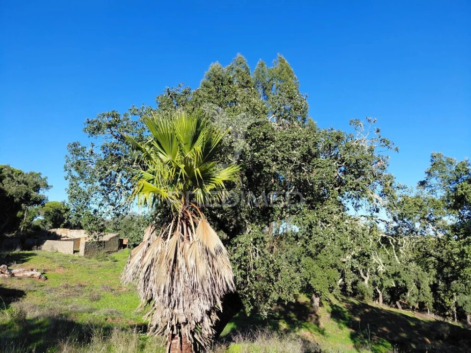 Quinta para Venda em São Francisco da Serra Foto 11