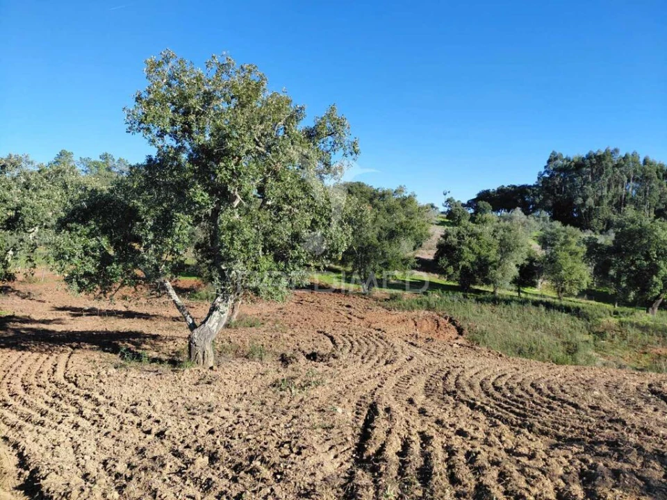 Quinta para Venda em São Francisco da Serra Foto 19