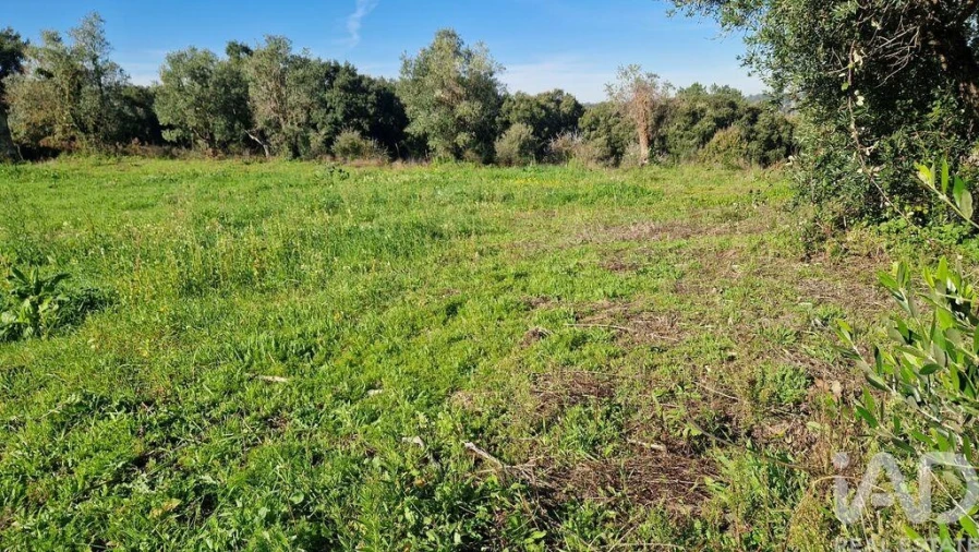 Terreno para Venda em Batalha Foto 6