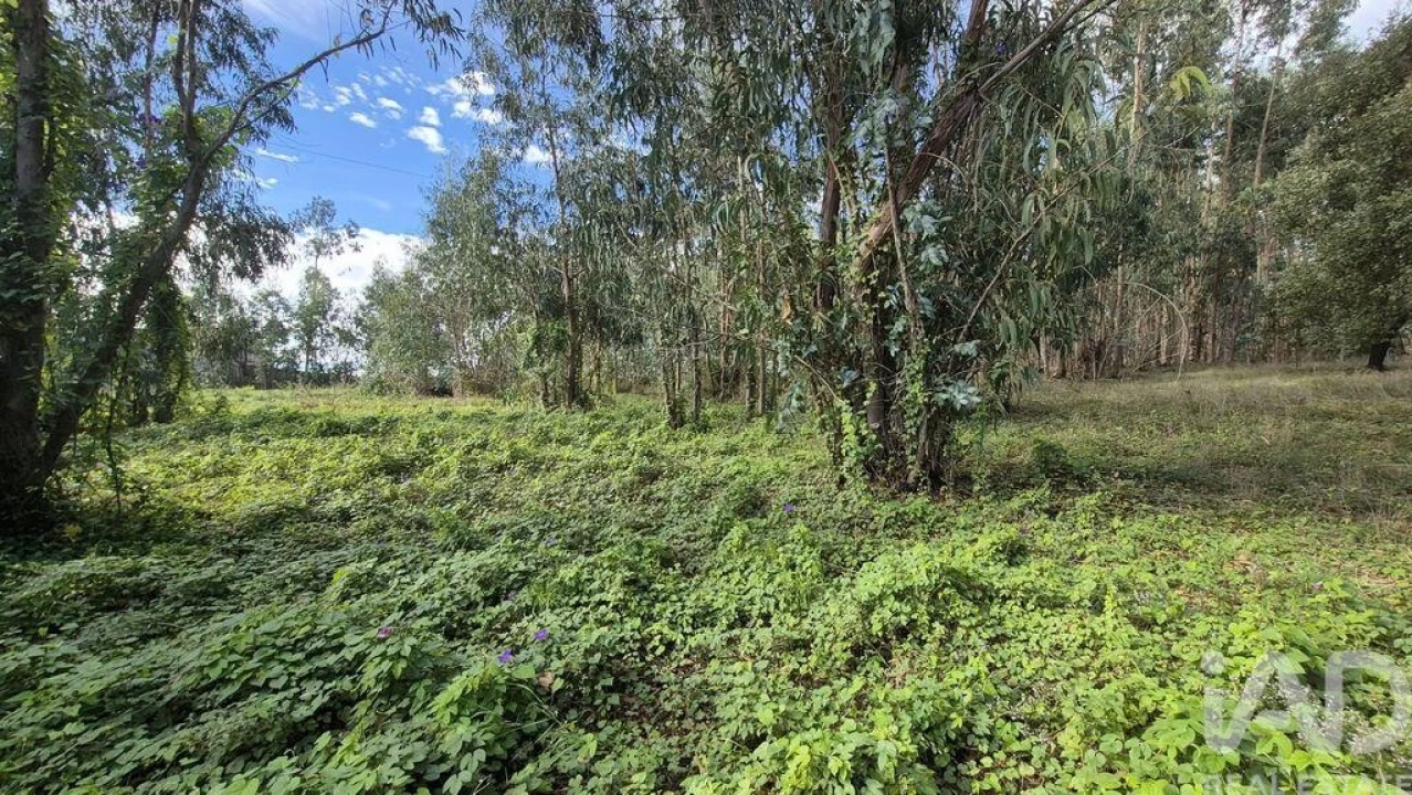 Terreno para Venda em Pedreiras Foto 19