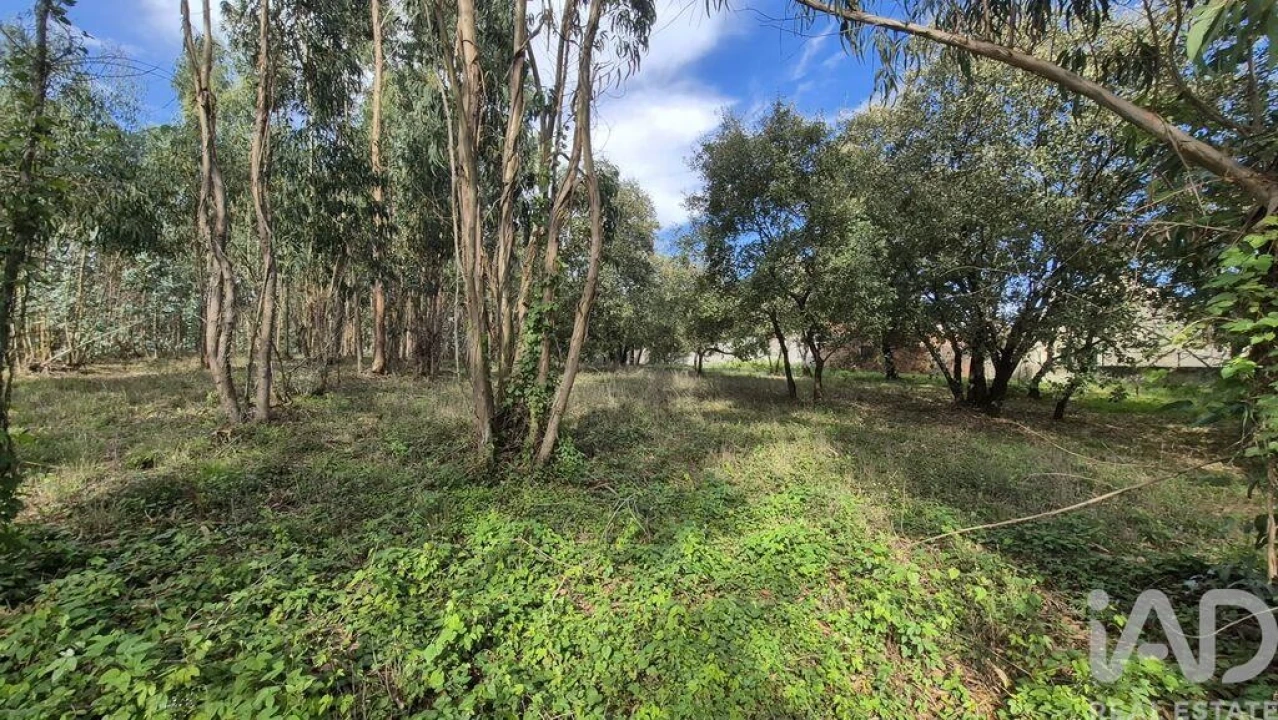 Terreno para Venda em Pedreiras Foto 12