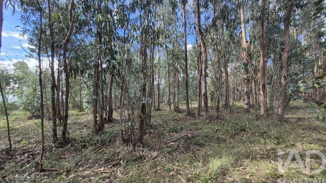 Terreno para Venda em Pedreiras Foto 4