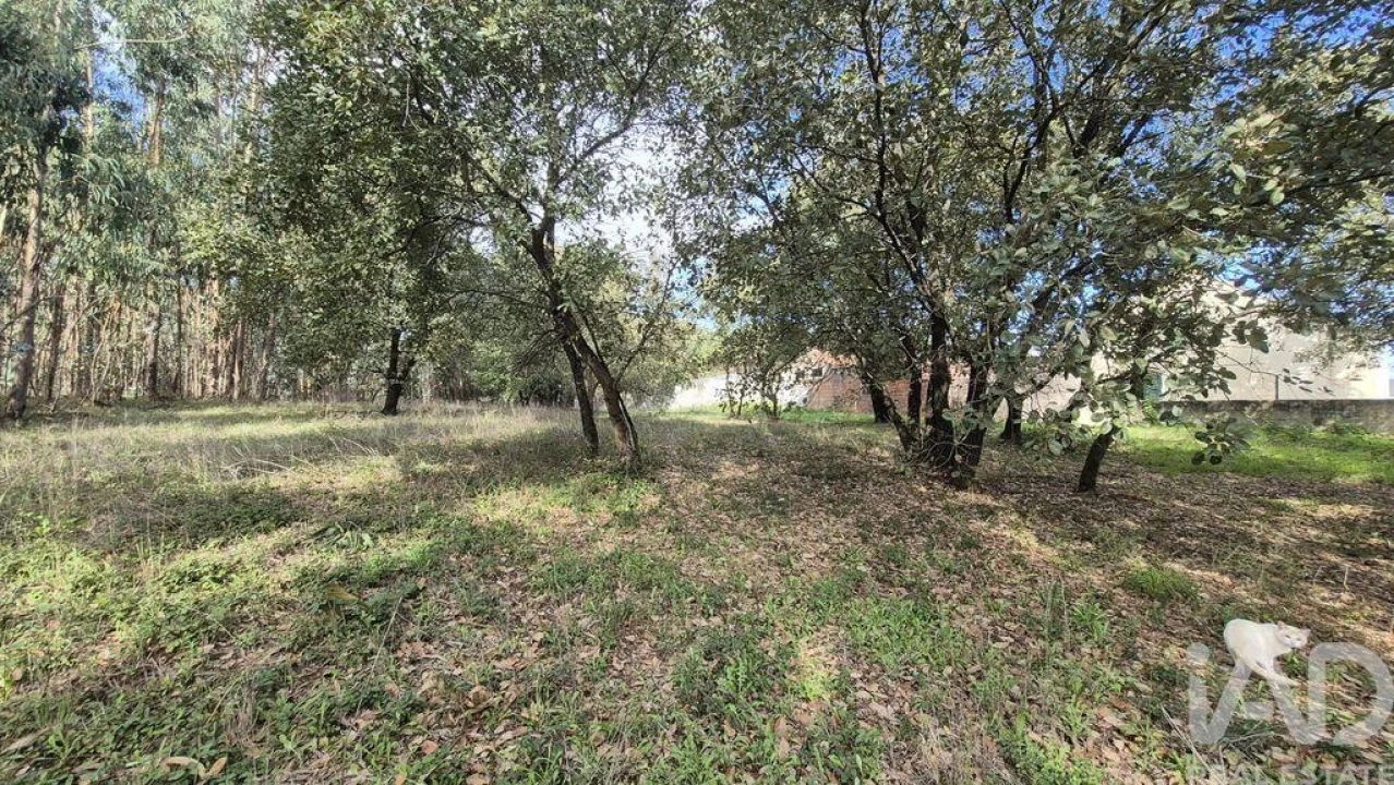 Terreno para Venda em Pedreiras Foto 21