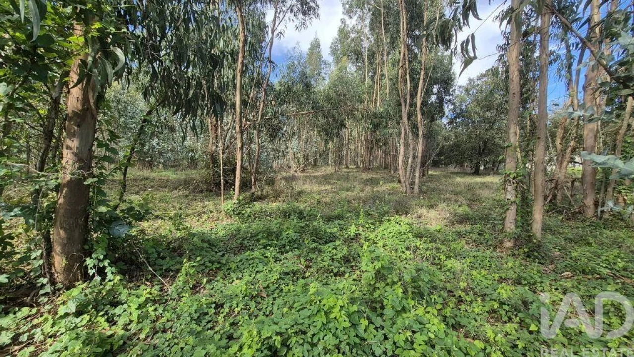 Terreno para Venda em Pedreiras Foto 13