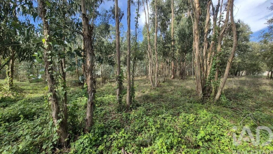 Terreno para Venda em Pedreiras Foto 16