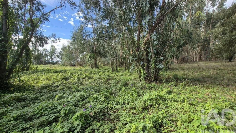 Terreno para Venda em Pedreiras Foto 19