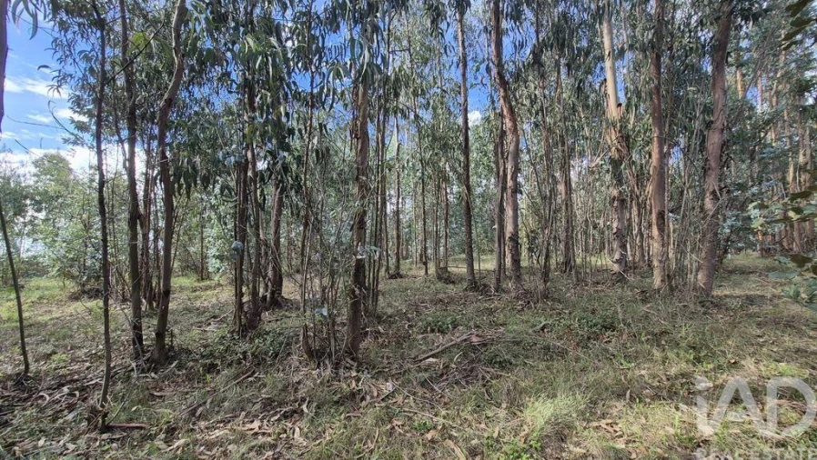 Terreno para Venda em Pedreiras Foto 4